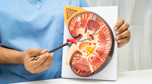 Kidney Health – How to Keep Your Kidneys Healthy and Strong